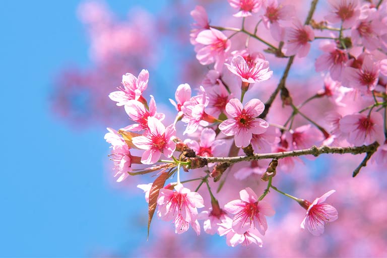 spring flowers